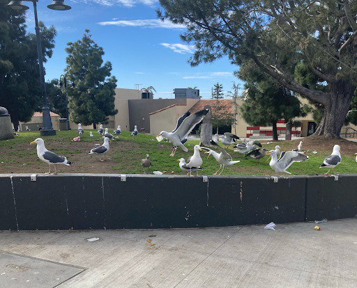 Picture of seagulls scavenging for food in the quad after lunch
Via Kyra Sharma