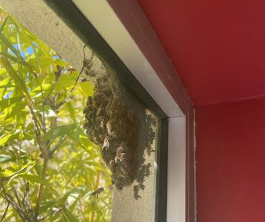 Bees Swarm On Campus