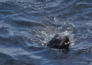 La Jolla Sea Lion. Image via Wikimedia Commons.