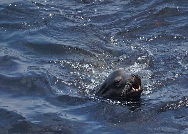 La Jolla Sea Lion. Image via Wikimedia Commons.