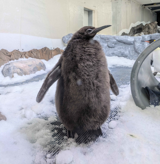 Pesto the Penguin. Image via Wikimedia Commons.