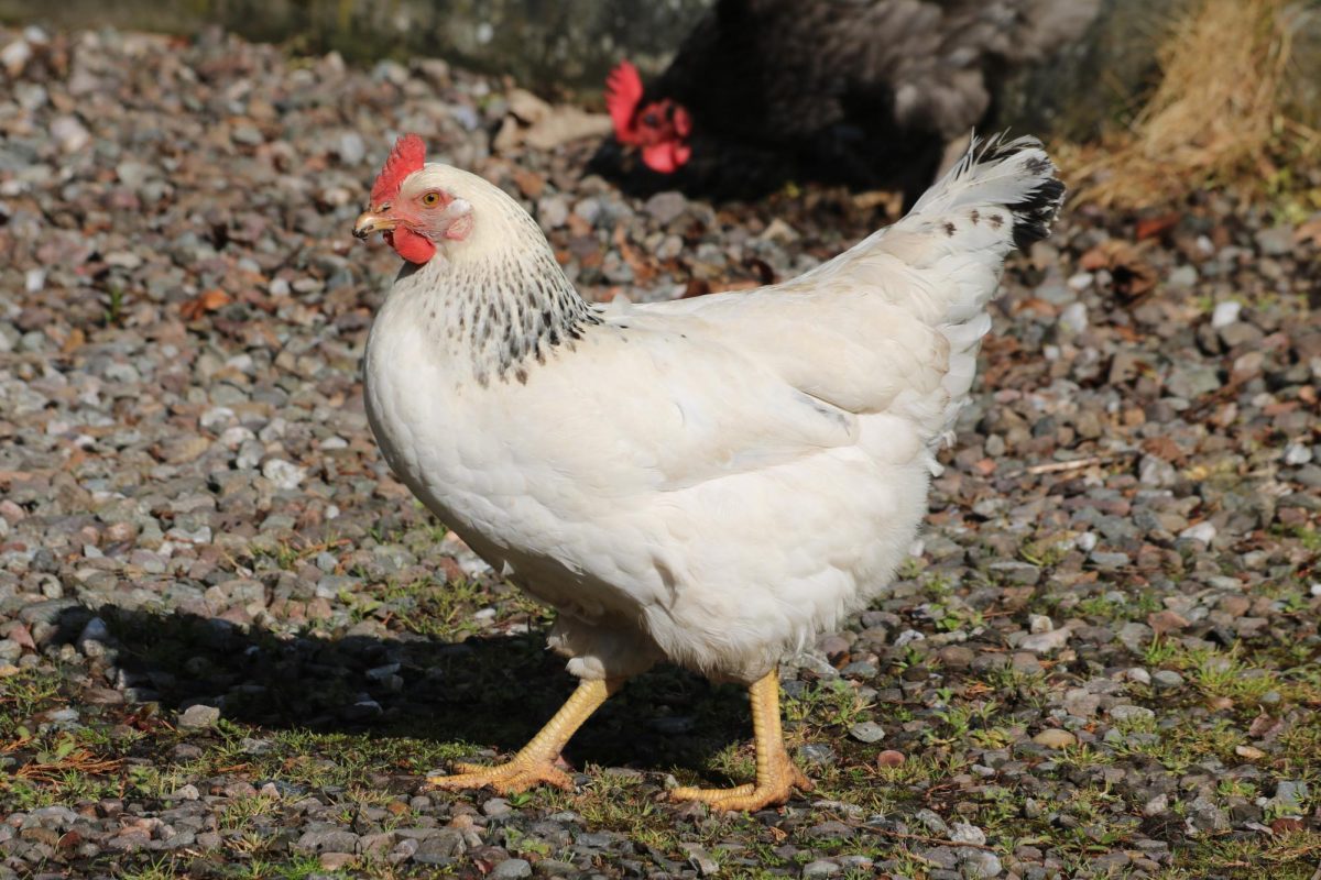 Chickens are susceptible to Bird Flu. Image via Wikimedia Commons.