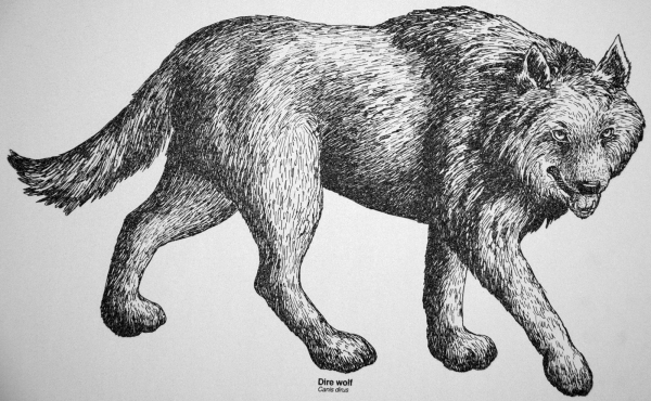 Dire wolf illustration. Image courtesy of Wikimedia Commons.
