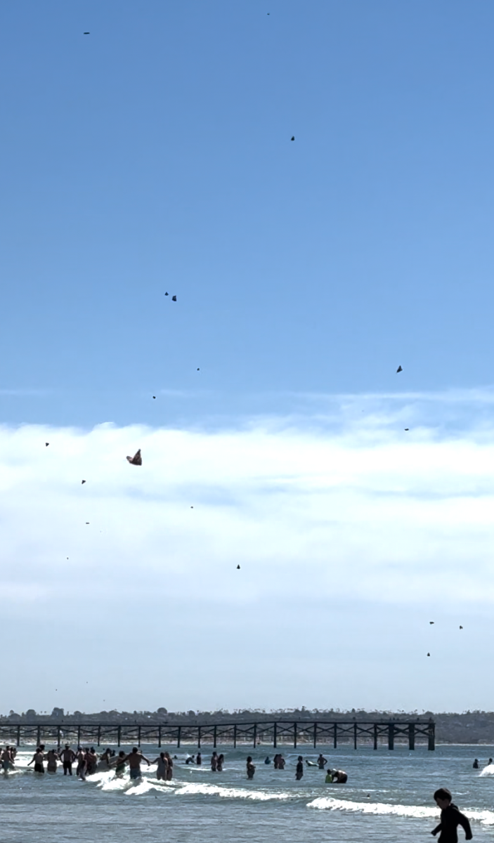 Butterflies on the Beach