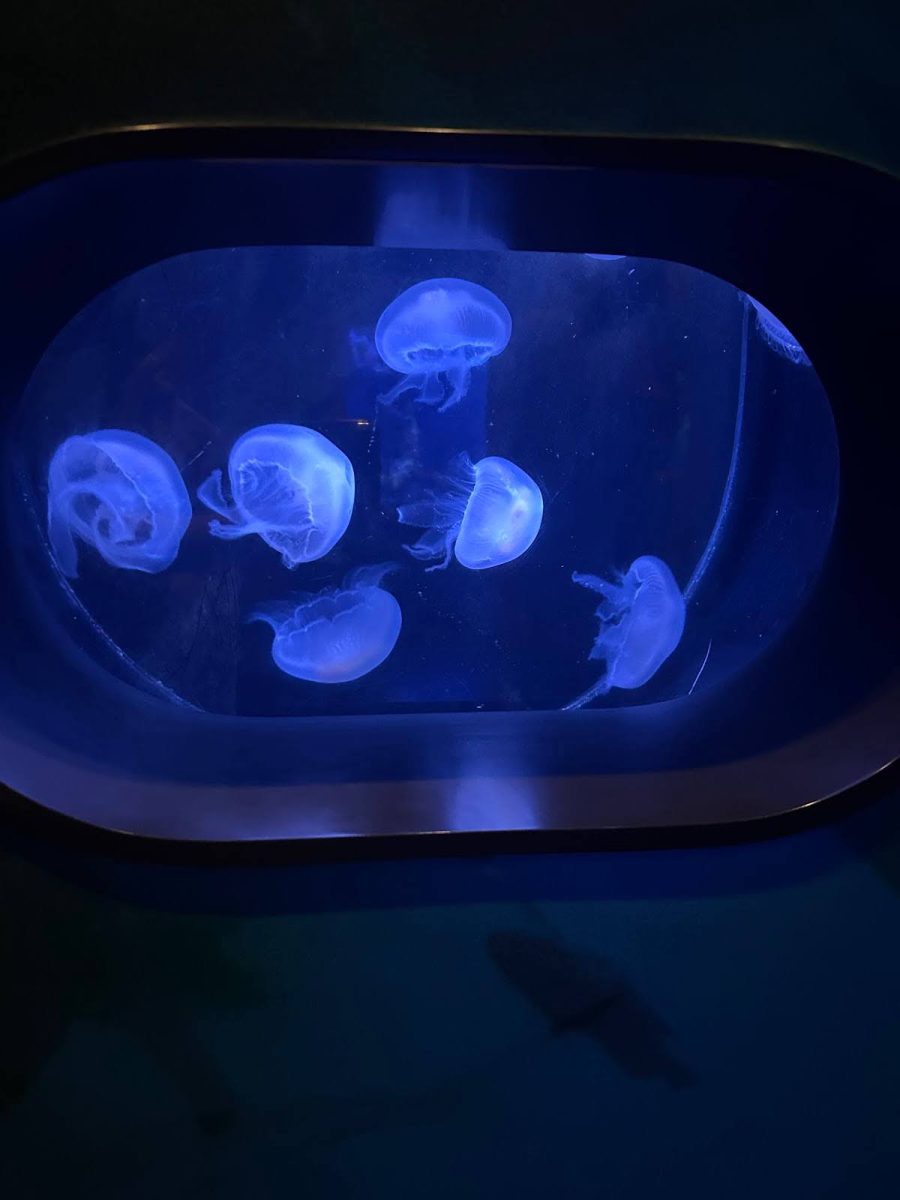 Jellyfish at the Birch Aquarium 